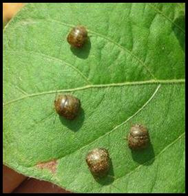 kudzu bug adults