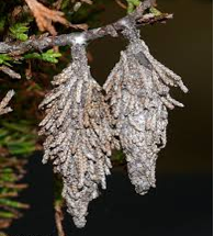 bag worms nest in a tree