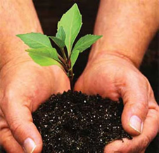 image of two hands holding a sapling in a clod of soil