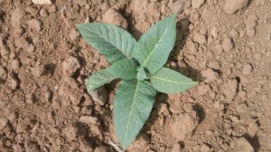 Cover photo for Tobacco Insect Scouting Report. May 30, 2014