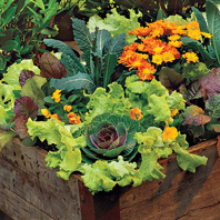 Cover photo for Container Gardening