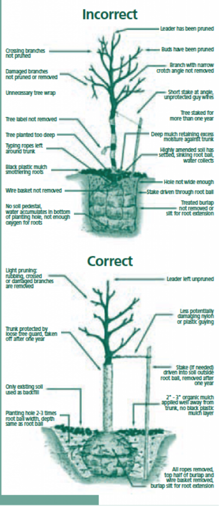 Fall Is for Planting Trees and Shrubs | N.C. Cooperative Extension