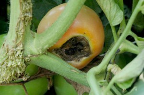 Cover photo for Why Are My Tomatoes Turning Brown?