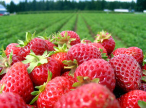 strawberries in the foreground, strawberry field in the background