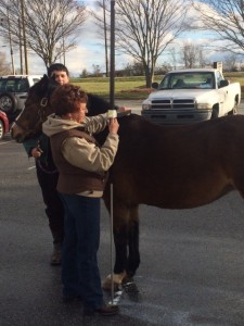 Cover photo for NC 4-H Horse Program Steward Training