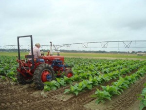 Cover photo for From the Field-Agronomy Notes