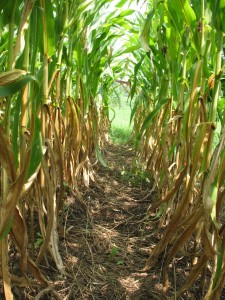 Cover photo for Organic No-Till Corn Production: Cover Crops and Starter Fertilizer