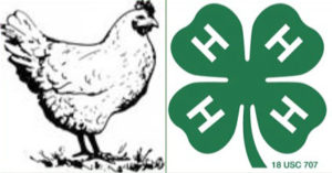 a chicken next to the 4-H logo