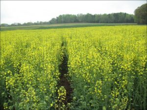 Cover photo for Organic Winter Canola Production in North Carolina