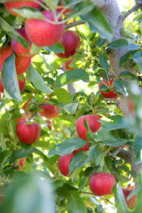 Cover photo for Fall Into Apples