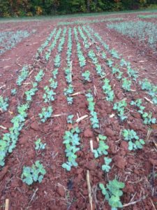 Cover photo for Winter Pea for Grain Production in North Carolina: Research Summary