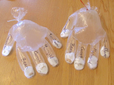 plastic gloves planted with seeds