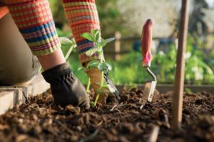 Cover photo for Register for the Extension Gardener Short Course