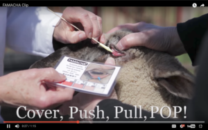 Cover photo for Famacha Training & Certification