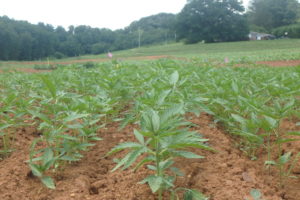 image of several plots of industrial hemp plants