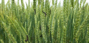 Cover photo for True Armyworm in Northeastern NC Wheat