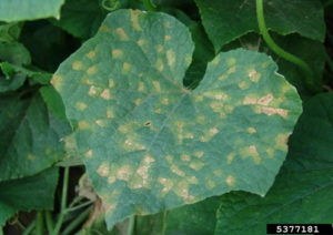 Image of Cucurbit downy mildew