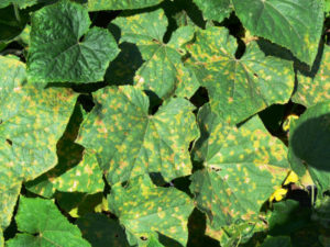 Cover photo for Cucumber Downy Mildew Confirmed in Wilson County