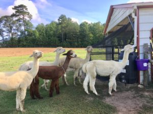 Cover photo for Opportunities in Alternative Livestock: A Peek Into Alpacas at Cherry Run, LLC