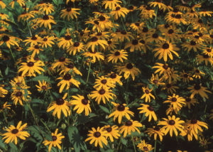 Cover photo for Landscape Professionals Workshop