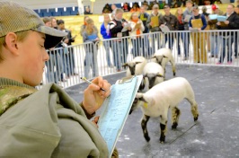 sheep and judge photo