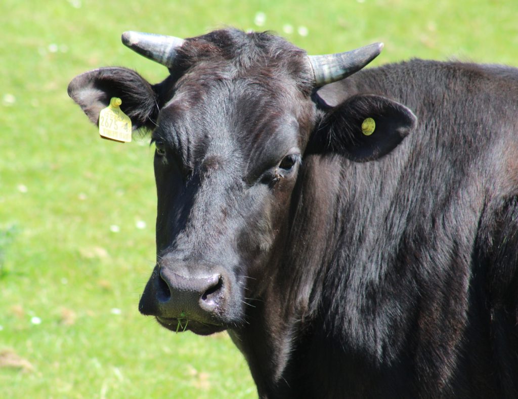 A picture of a black cow