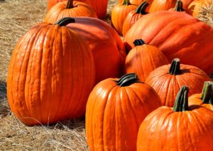 picture of a pumpkin patch