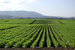 picture of tobacco fields