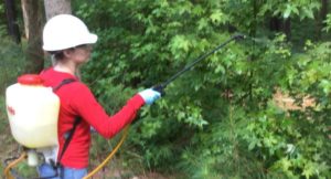 Cover photo for Accomplishing Forest Stewardship With Hand-Applied Herbicides