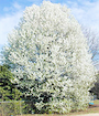 A picture of a Callery Pear Tree