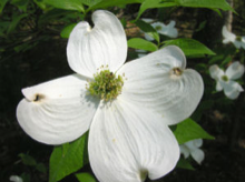 A picture of the white dogwood flower.