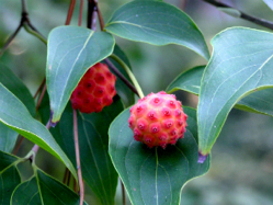 A picture of Kouse dogwood berries.