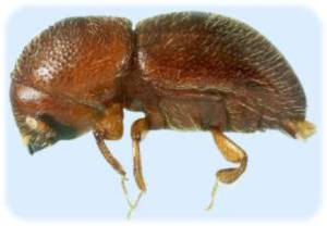 picture of Adult Granulate Ambrosia beetle