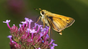 Picture of Butterfly-on-Garden-Phlox