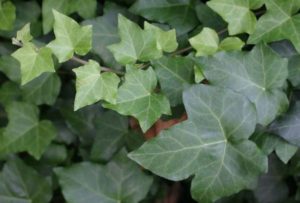 A picture of English ivy foliage - new growth