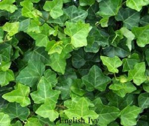 Picture of English ivy with dark green, lobed leaves, forming a dense ground cover