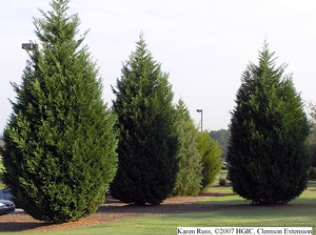 A picture of Leland Cypress trees.