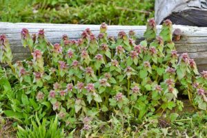 A picture of purple deadnettle plants.