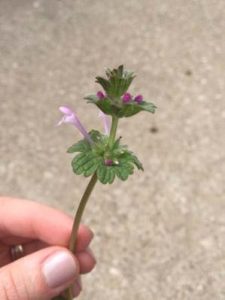 A picture of a stem of flowering henbit.