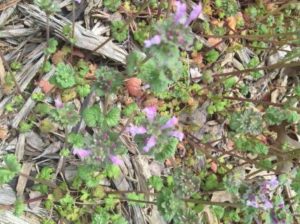 A picture of purple flowering henbit plants.