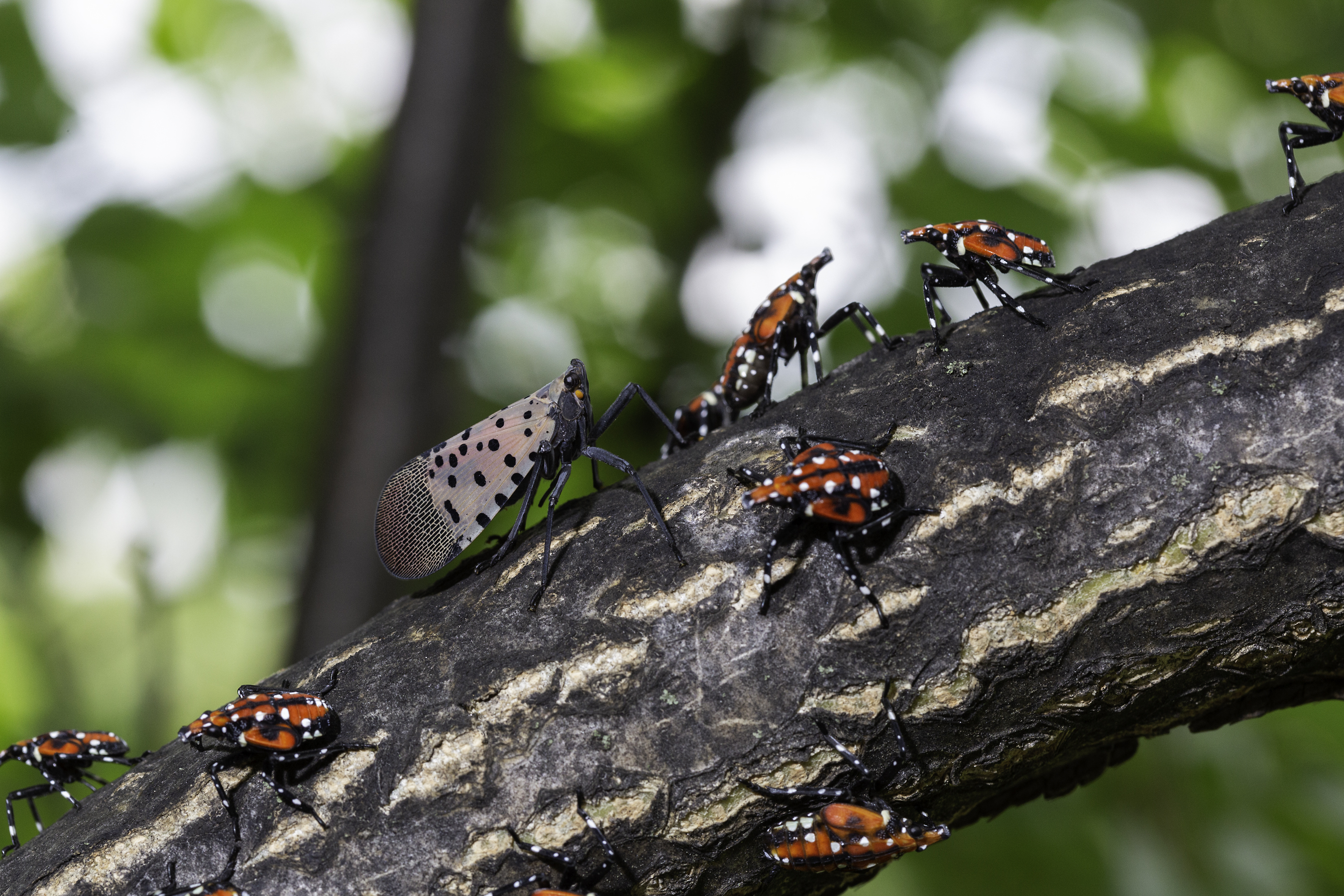 Image of an adult spotted lanternfly with red-and-white nymphs. Photo by Steve Ausmus, USDA/ARS.