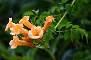 Image of American Trumpet vine