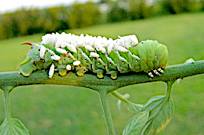 An image of parasitic wasps attacking a tomato hornworm 