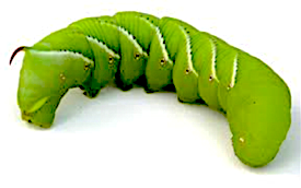 An image of a tomato hornworm