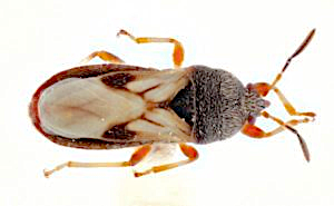 Chinch bug adult, M. Bertone