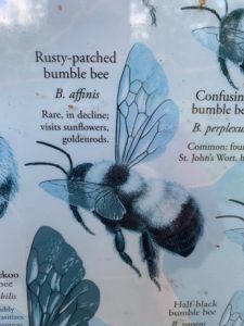 Cover photo for Atlantic Coast Pipeline:  Fourth Circuit Finds Continued Shortcomings in Required Endangered Species Act Review