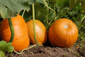 image of several pumpkins growing in the field