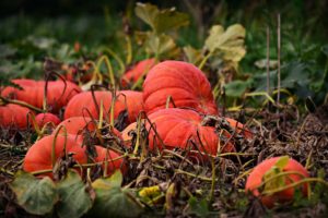 Image of a field of ripe pumpkins