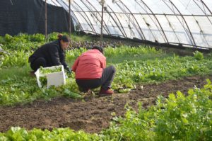 Image of two women squatting down and working with plants in a greenhouse.