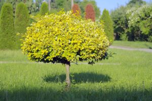 Image of a tree in a field.